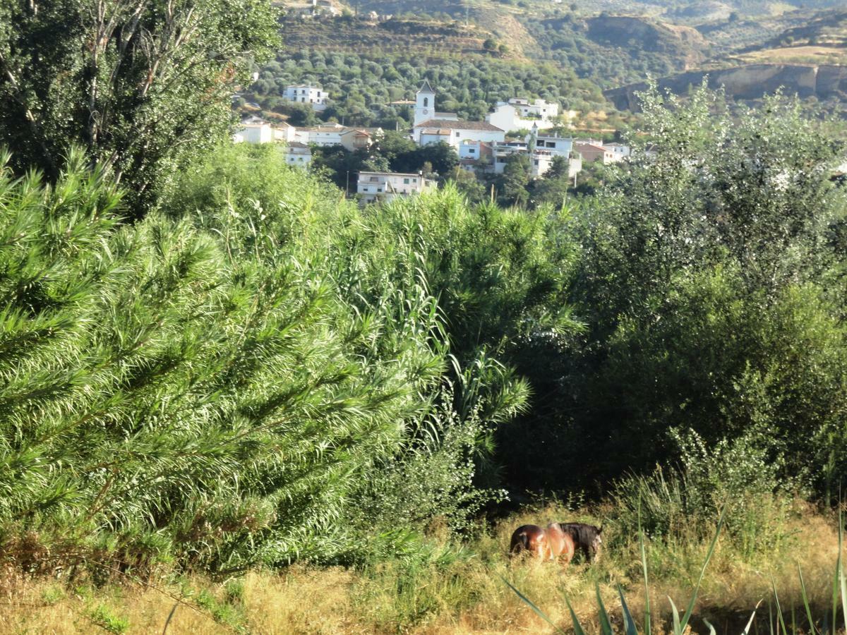 Hostal Y Apartamento Rural Los Naranjos Otel Melegis Oda fotoğraf